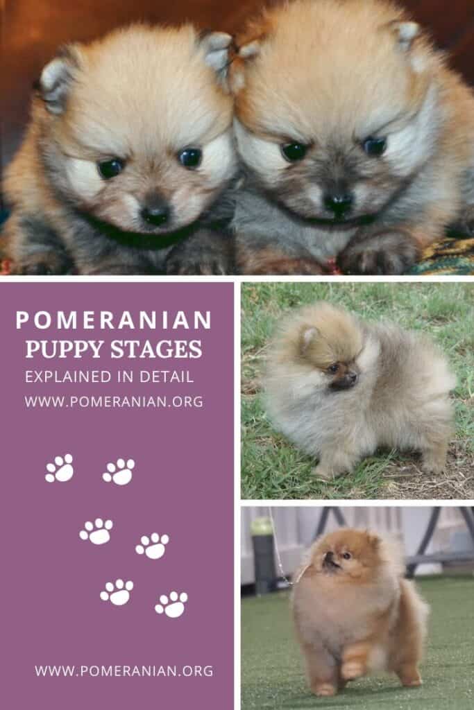Pomeranian Puppy Stages
