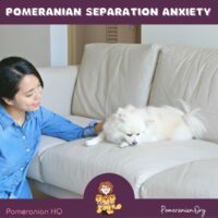 Pomeranian Separation Anxiety