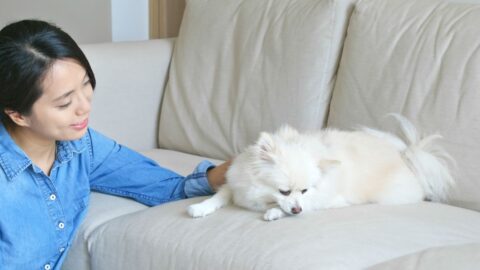 Pomeranian Separation Anxiety