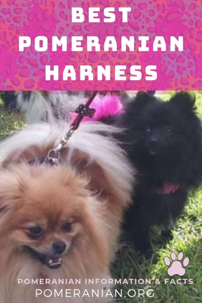 Pomeranian Harness. Why a Pomeranian Collar is Not a Good Choice