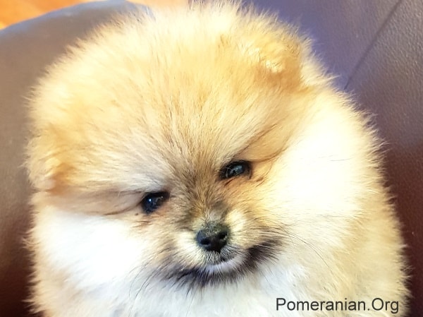 pomeranian 8 months old