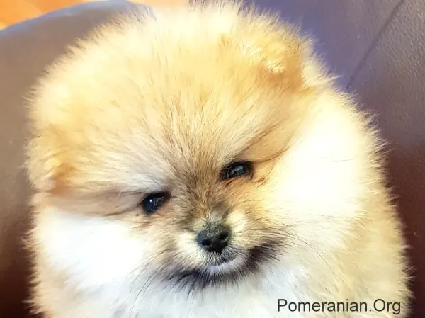 Pomeranian puppy 2 months