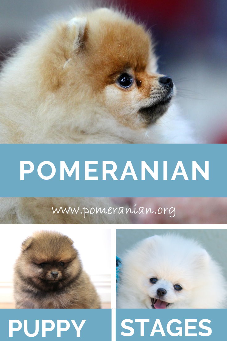 Pomeranian Puppy Stages