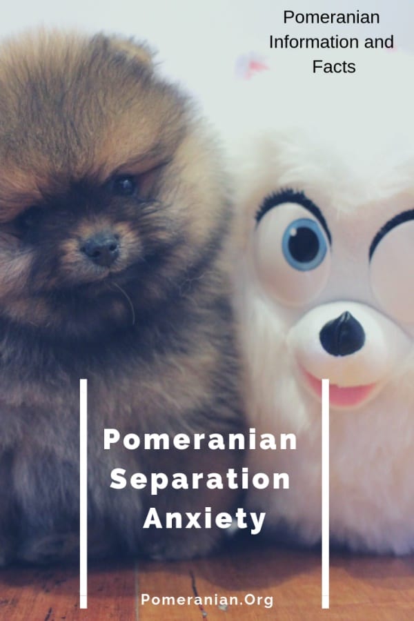 Pomeranian Separation Anxiety