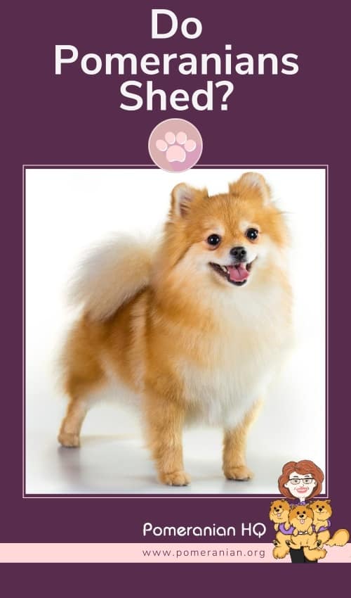 Non sales shedding pomeranian