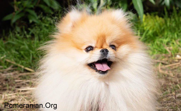 Pomeranian Dog
