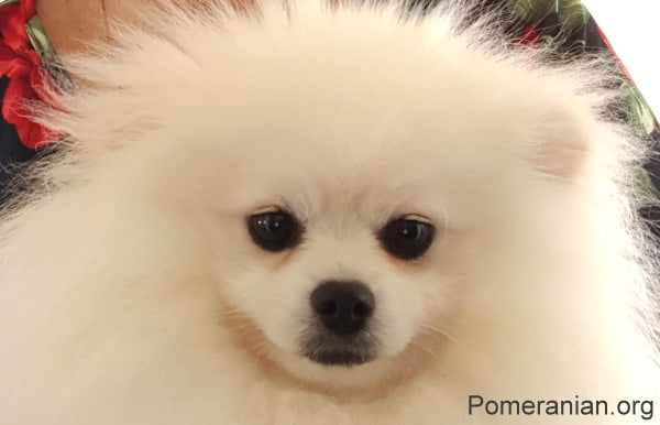 Pomeranian Dog