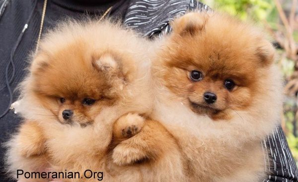 Pomeranian Puppies