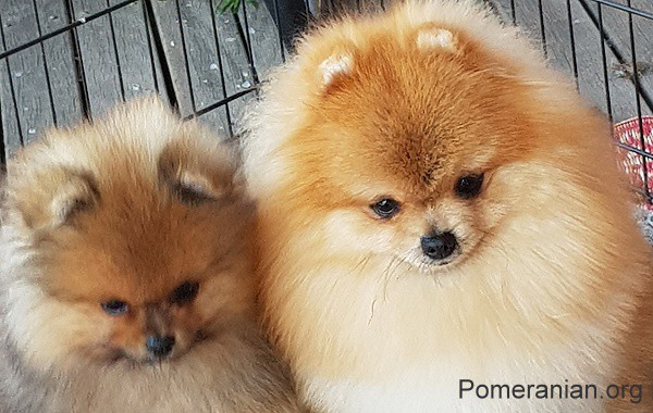 Pomeranian Puppies