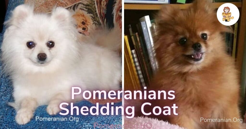 Picture of Pomeranian shedding coat.