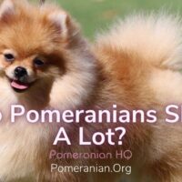 Pomeranian Shedding Explained