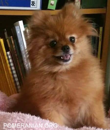 Pomeranian shedding coat. The Pom is Louise Babbage of Brisbane, Australia.