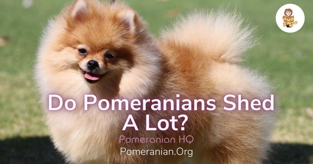 Do Pomeranian Dogs Shed 