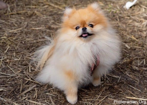 senior pomeranian