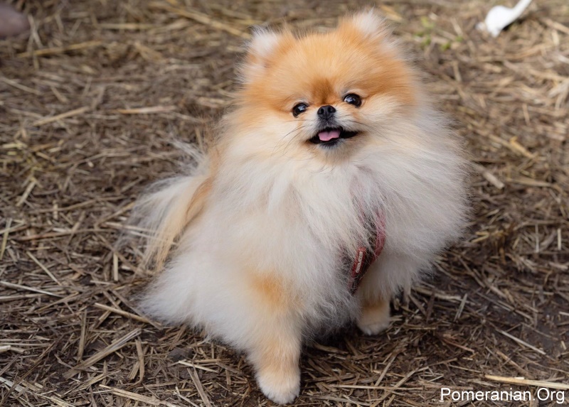 Pomeranian hot sale first heat