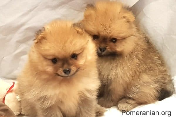 Pomeranian Pups