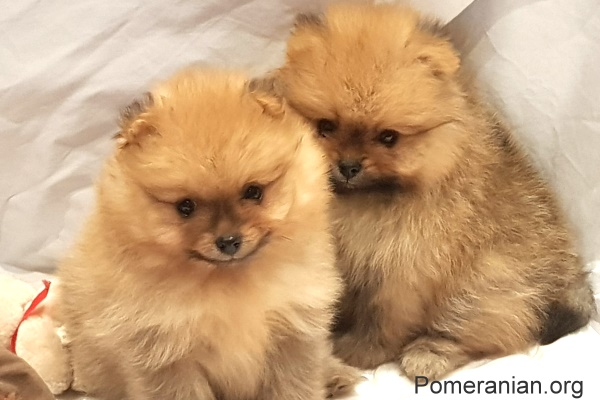 Pomeranian Pups