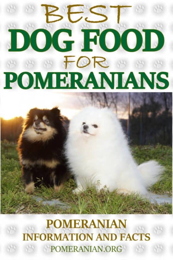Best Dog Food for Pomeranians