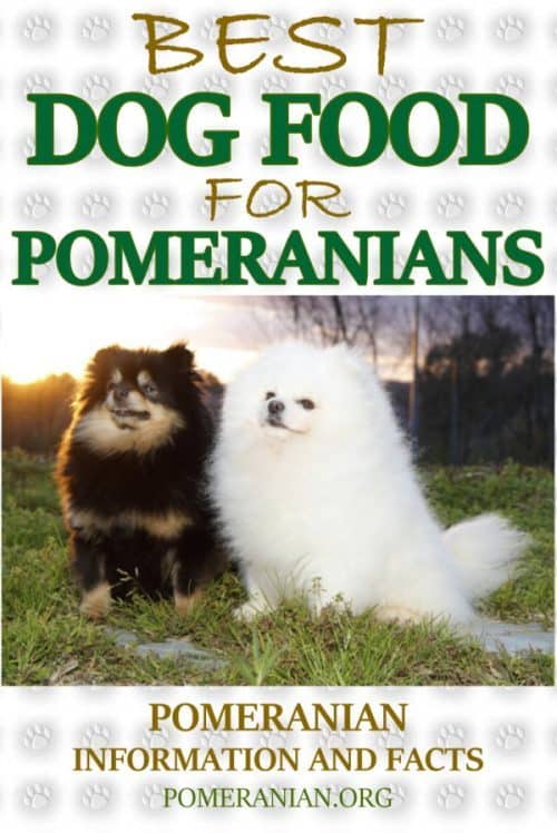 teacup pomeranian dog food