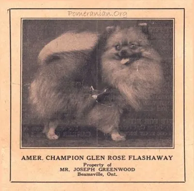 American Champion Glen Rose Flashaway