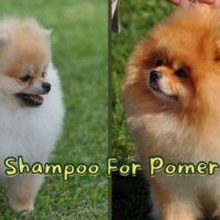 Best Shampoo for Pomeranians