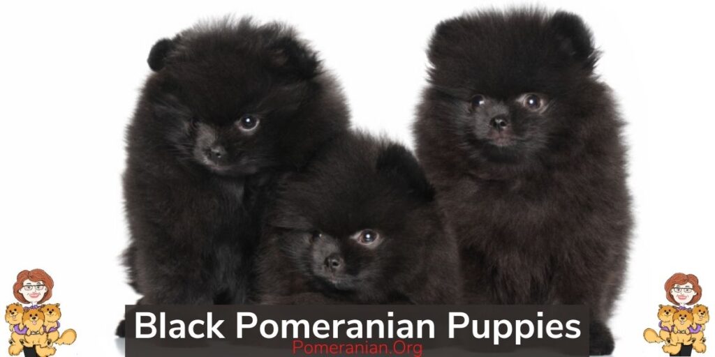 Black toy shop pomeranian puppy