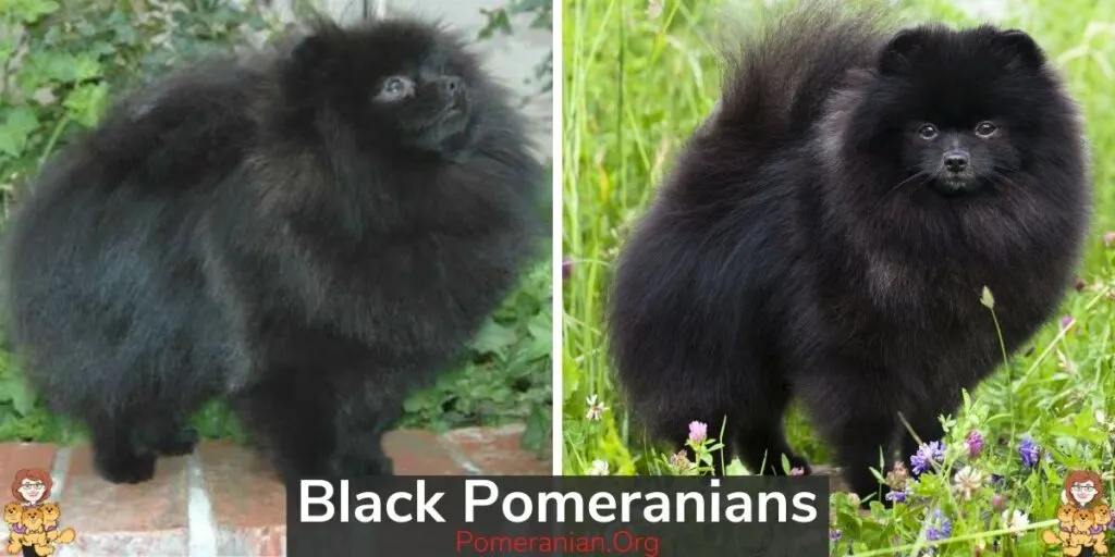 Pictures of black Pomeranians