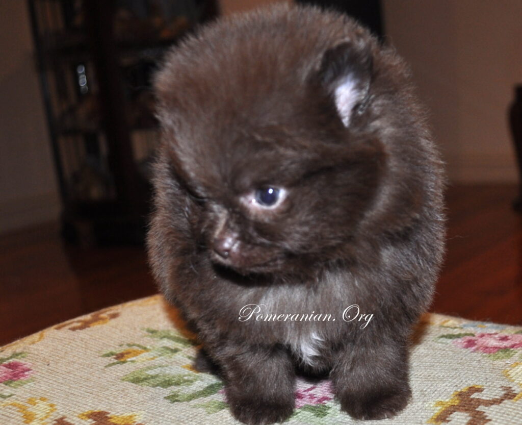 Brown Pomeranian Puppy