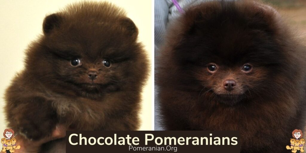 Brown Pomeranians