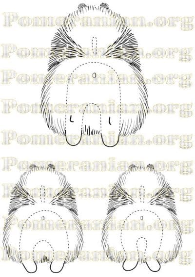 Pomeranian Hindquarters