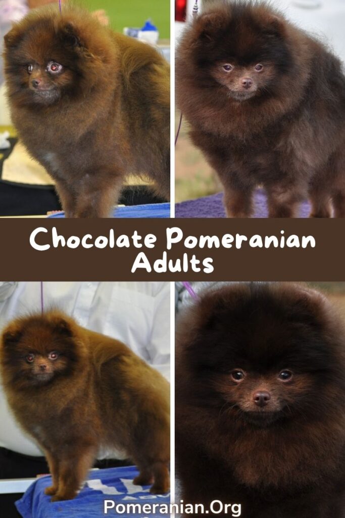 Chocolate Pomeranian Adults