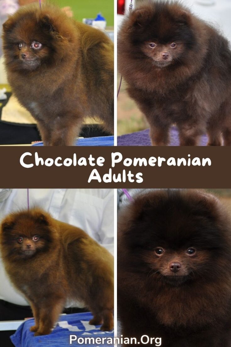 Chocolate Pomeranian or Brown Pomeranian