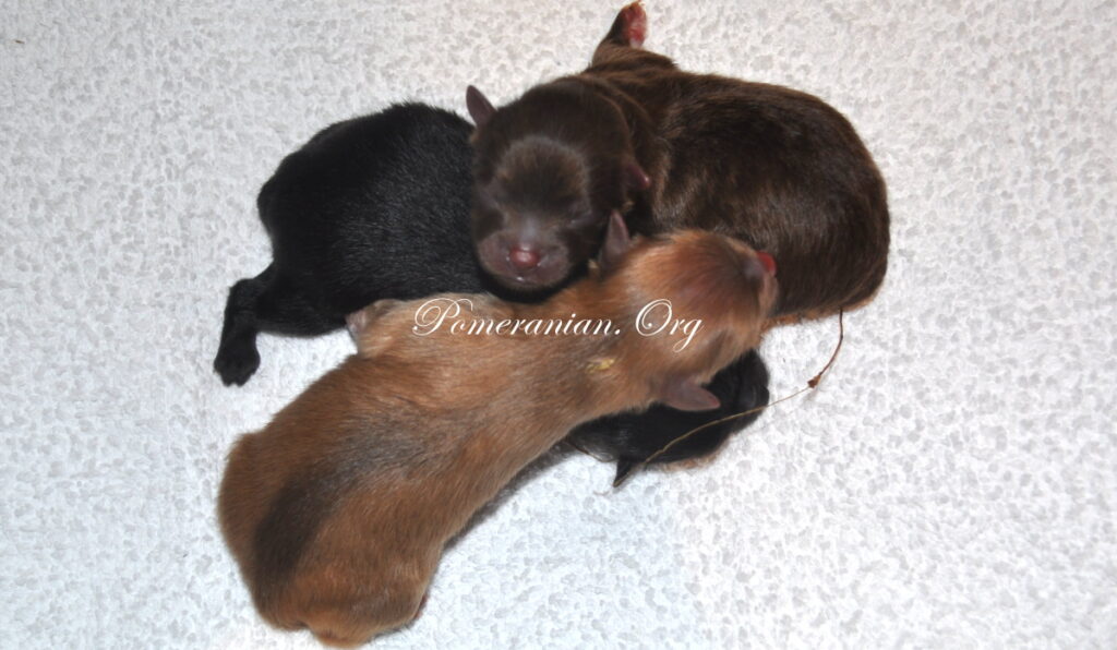 chocolate pomeranian puppy