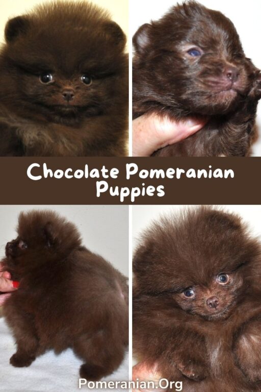 Chocolate Pomeranian or Brown Pomeranian