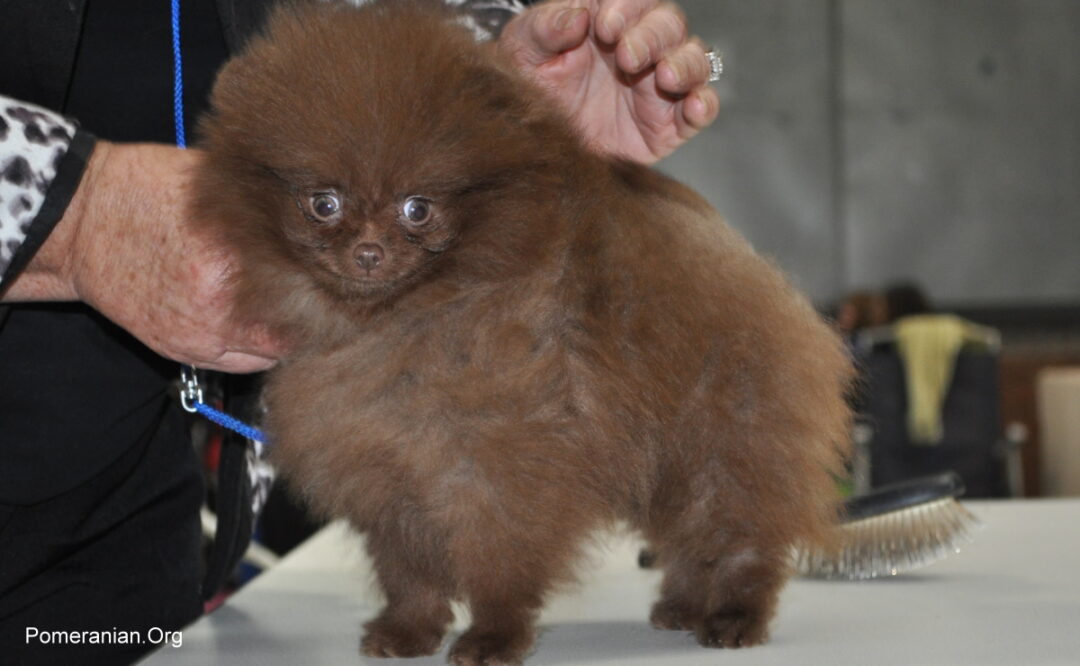 Chocolate Pomeranian or Brown Pomeranian
