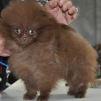Chocolate Pomeranian Puppy