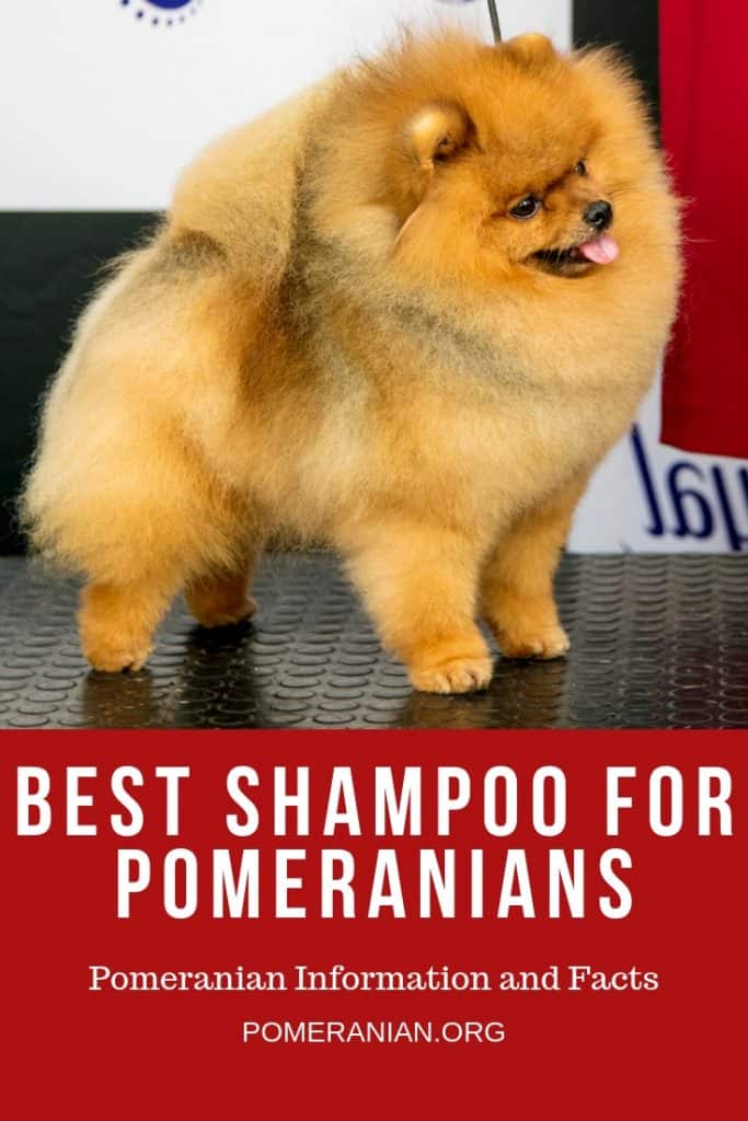 Best Shampoo for Pomeranians
