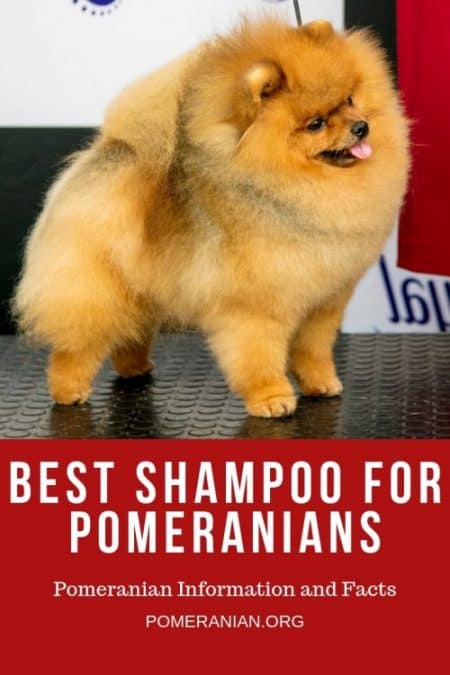 pomeranian puppy shampoo
