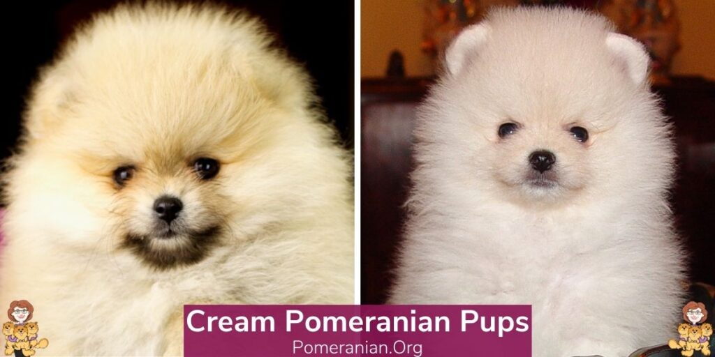 Cream Pomeranian Pups