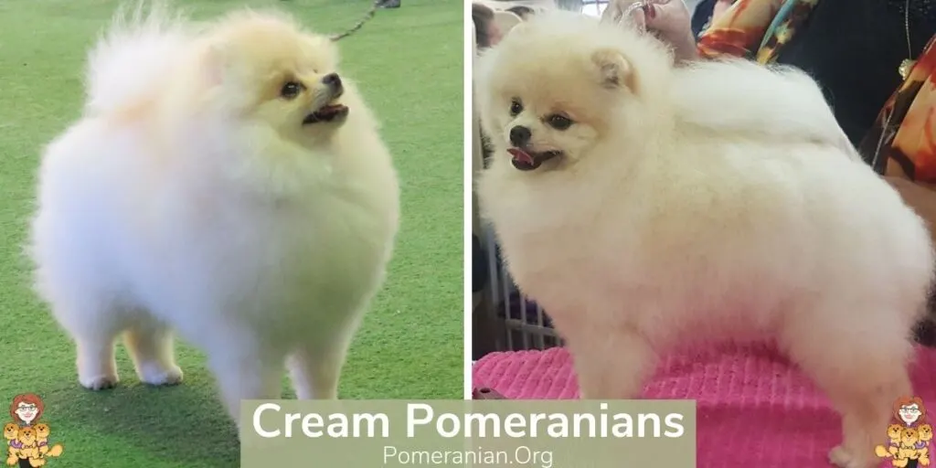 Cream Pomeranians