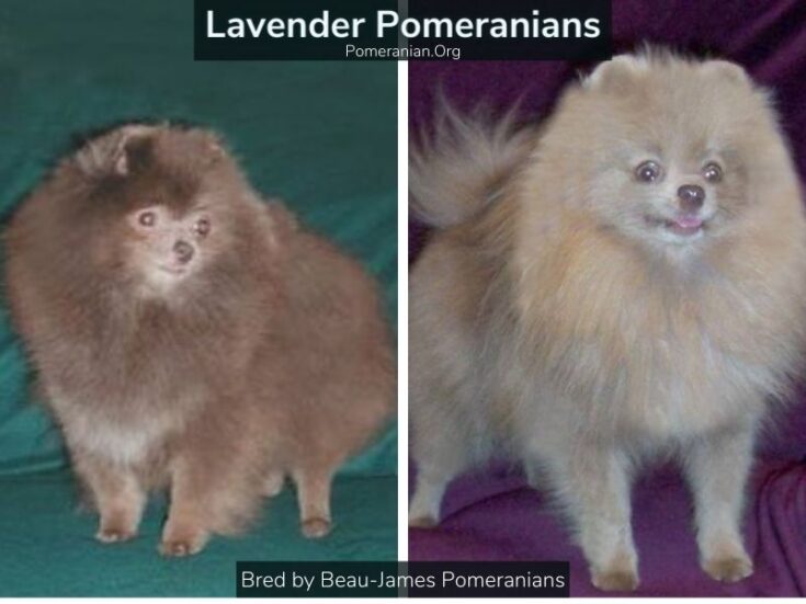 Complete Rare Pomeranian Colors—full Details with Photos.