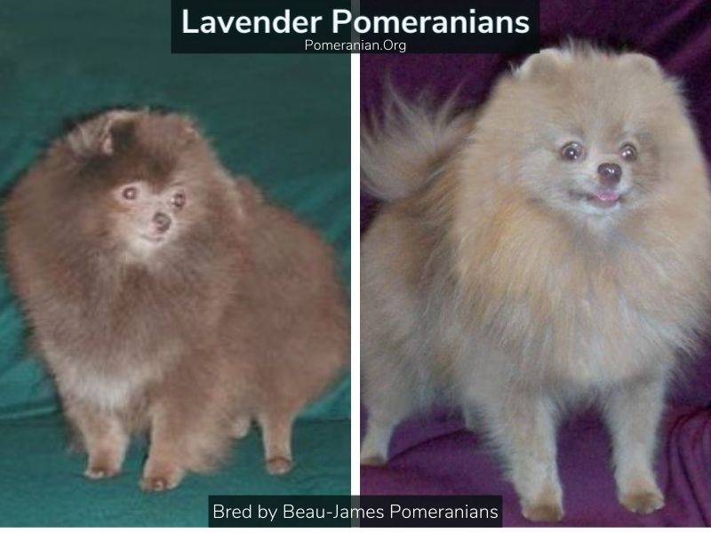 Lavender Pomeranians