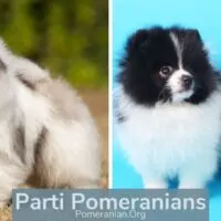 Adult and Puppy Parti Color Pomeranians