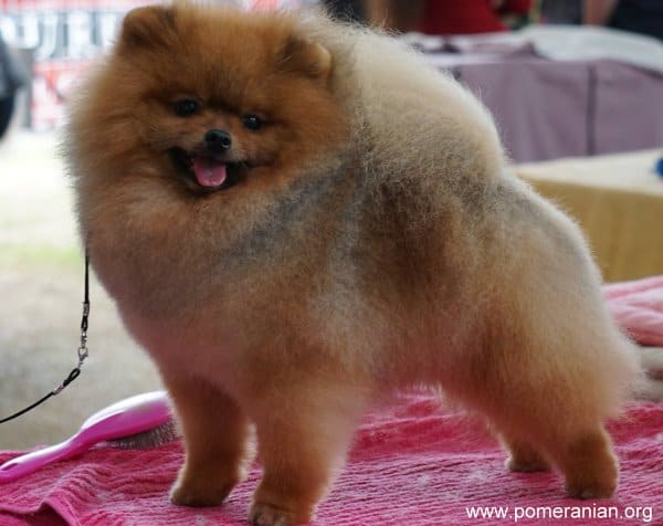 All about Pomeranians