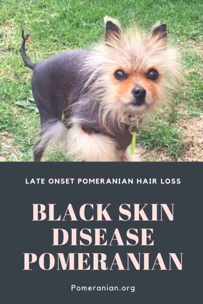 why do pomeranians get alopecia