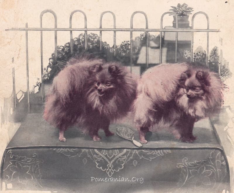 Pomeranian Champions Little Rajah and Little Emir owned by Mrs V Matta