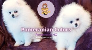 Complete List of All Pomeranian Colors: Photos and Details
