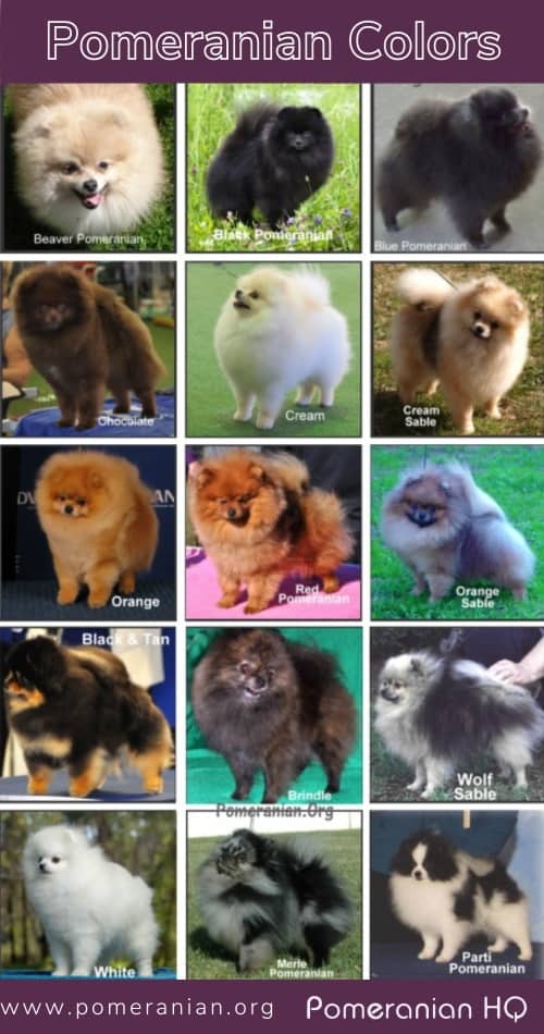 Rare pomeranian hot sale