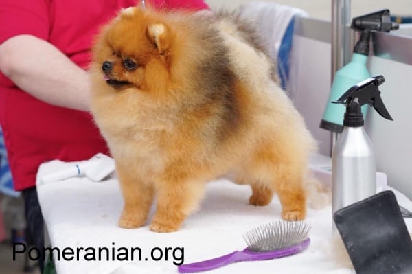 pomeranian that looks like a teddy bear