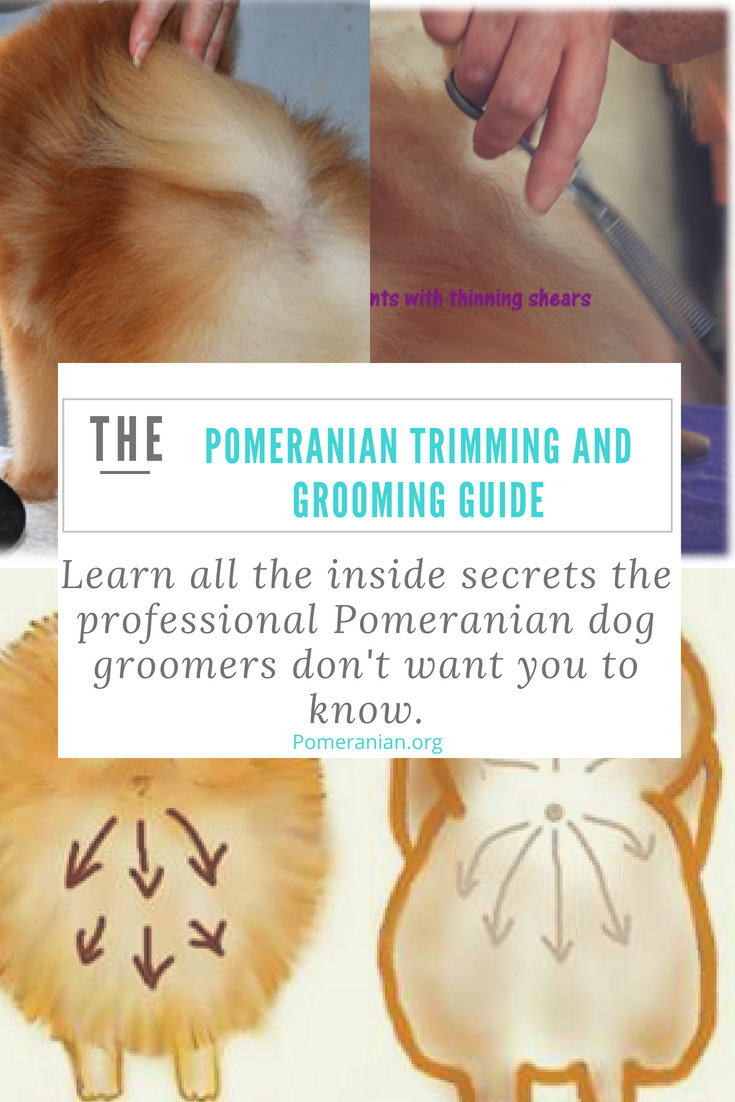 Pomeranian Grooming
